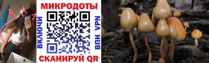 hydra рабочий сайт  Елизово  Галлюциногенные грибы Psilocybe 